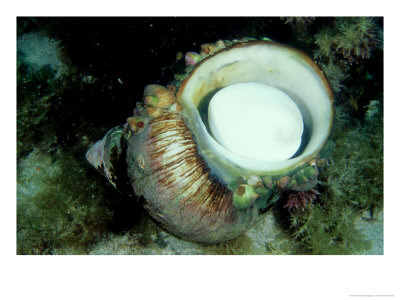 Giant Turban Shell, Underside, Australia by Karen Gowlett-Holmes Pricing Limited Edition Print image
