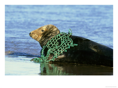 Grey Seal, Halichoerus Grypus Fishing Net Tangled Around Neck, Uk by Mark Hamblin Pricing Limited Edition Print image