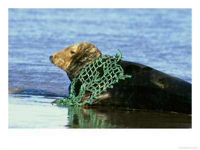 Grey Seal, Halichoerus Grypus Fishing Net Tangled Around Neck, Uk by Mark Hamblin Pricing Limited Edition Print image