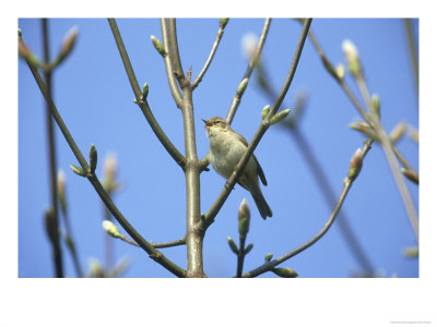 Chiffchaff, Phylloscopus Collybita Singing From Sycamore South Yorks by Mark Hamblin Pricing Limited Edition Print image