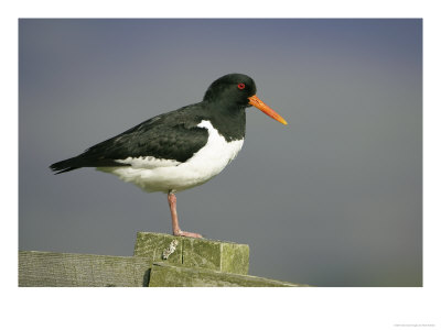 Oystercatcher, Adult On Post, Scotland by Mark Hamblin Pricing Limited Edition Print image