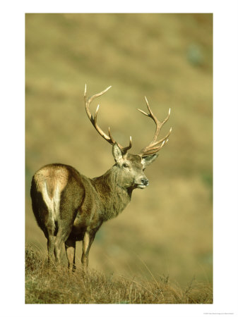 Red Deer, Cervus Elaphus Stag On Moorland Scotland, Uk by Mark Hamblin Pricing Limited Edition Print image