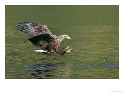 White-Tailed Eagle, Adult Poised To Catch Fish, Norway by Mark Hamblin Pricing Limited Edition Print image