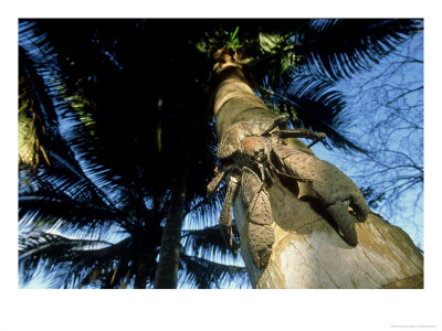 Coconut Crab On Tree Trunk, Vanuatu Islands by Patricio Robles Gil Pricing Limited Edition Print image