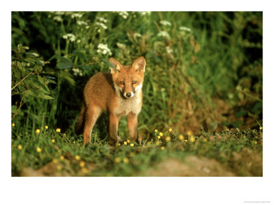 Red Fox by Mark Hamblin Pricing Limited Edition Print image