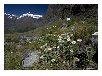Celmisia Semicordata, Ranunculus Lyalii, Fiordland National Park, New Zealand by Bob Gibbons Pricing Limited Edition Print image