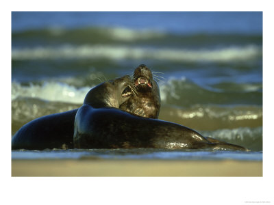 Grey Seal Young Adults Play-Fighting In Surf, N. Lincolnshire, Uk by Mark Hamblin Pricing Limited Edition Print image
