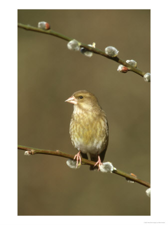 Greenfinch, Female On Pussy Willow, S. Yorkshire by Mark Hamblin Pricing Limited Edition Print image