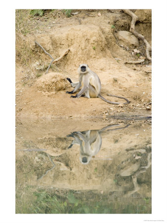 Grey Langur, Sitting On Bank Of Still Pool, Madhya Pradesh, India by Elliott Neep Pricing Limited Edition Print image