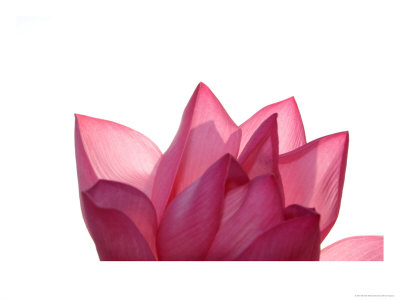 Lotus Flower In Full Bloom by Michele Molinari Pricing Limited Edition Print image