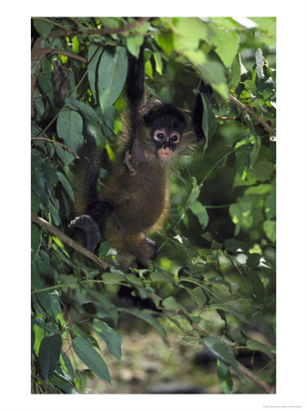 Spider Monkeyateles Sp.Young In Treepacific Coast, Costa Rica by Brian Kenney Pricing Limited Edition Print image