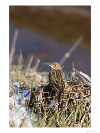 Tree Pipit, Perched On Grass Near Water, Lancashire, Uk by Elliott Neep Pricing Limited Edition Print image