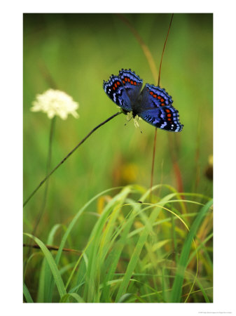 Gaudy Commodore Butterfly On Flower, Ukhahlamba Drakensberg Park, South Africa by Roger De La Harpe Pricing Limited Edition Print image