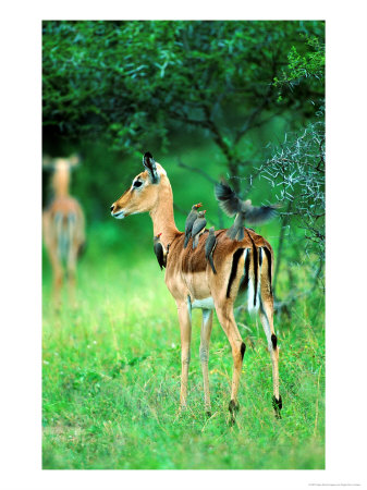 Impala In Veld With Red-Billed Oxpeckers, Mpumalanga, South Africa by Roger De La Harpe Pricing Limited Edition Print image