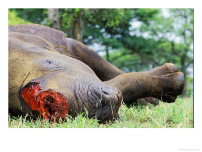 Dead White Rhino, With Its Horns Removed, Hluhluwe Umfolozi Park, South Africa by Roger De La Harpe Pricing Limited Edition Print image