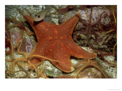 Bat Star, With Brittle Stars, Mexico by Richard Herrmann Pricing Limited Edition Print image
