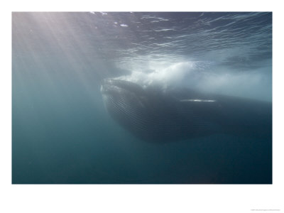 Fin Whale, Feeding On Krill, Los Coronados Islands, Mexico, Pacific Ocean by Richard Herrmann Pricing Limited Edition Print image