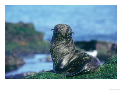 Galapagos Fur Seal, Pup Resting, Galapagos by Mark Jones Pricing Limited Edition Print image