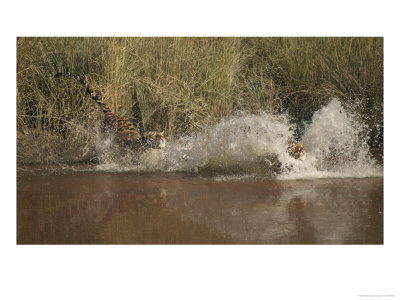 Bengal Tigers, Pair Chasing Each Other In Water by Elliott Neep Pricing Limited Edition Print image