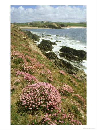 Thrift, South Devon by Ben Osborne Pricing Limited Edition Print image