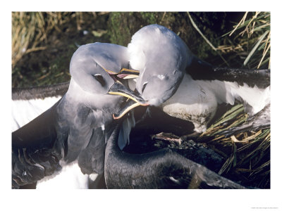 Grey Headed Albatross, 2 Males Fighting, South Georgia Island by Ben Osborne Pricing Limited Edition Print image