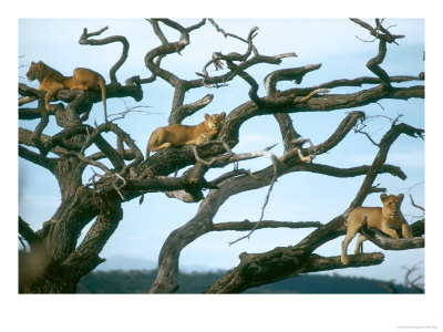 Lionesses In Dead Acacia Tree, Tanzania by Mary Plage Pricing Limited Edition Print image