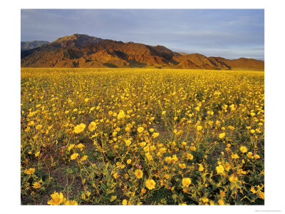 Field Of Desert Gold Wildflowers, Death Valley National Park, California, Usa by Chuck Haney Pricing Limited Edition Print image