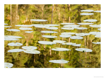 Lilly Pads Reflect In Lake In The Flathead National Forest, Montana, Usa by Chuck Haney Pricing Limited Edition Print image