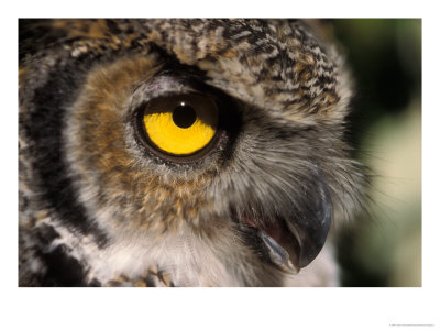 Great Horned Owl, Alaska Zoo, Anchorage, Alaska, Usa by Steve Kazlowski Pricing Limited Edition Print image