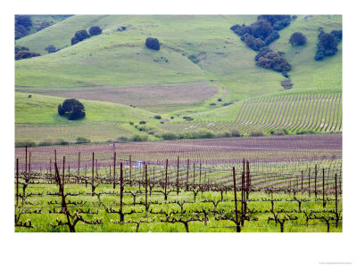 View Overlooking The Viansa Winery, Sonoma Valley, California, Usa by Julie Eggers Pricing Limited Edition Print image