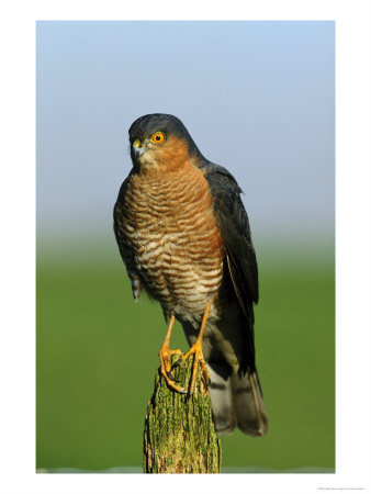 Sparrowhawk by Mark Hamblin Pricing Limited Edition Print image
