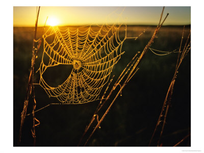 Spider Web At Sunrise, Fort Niobrara National Wildlife Refuge, Nebraska, Usa by Chuck Haney Pricing Limited Edition Print image