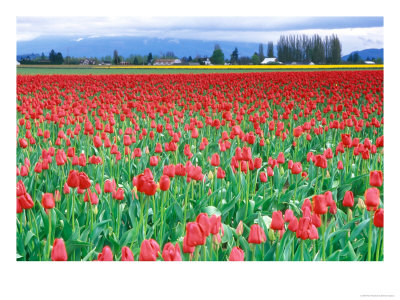 Tulip Festival, Skagit County, Washington, Usa by Rob Tilley Pricing Limited Edition Print image