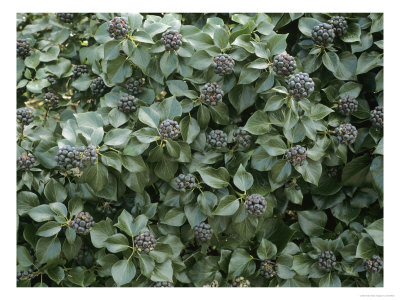 Common Ivy, Hedera Helix by Geoff Kidd Pricing Limited Edition Print image