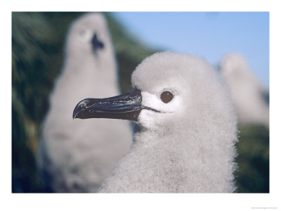 Grey Headed Albatross, Chick Portrait, South Georgia by Ben Osborne Pricing Limited Edition Print image