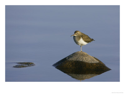 Common Sandpiper, Standing On Rock, Scotland by Mark Hamblin Pricing Limited Edition Print image