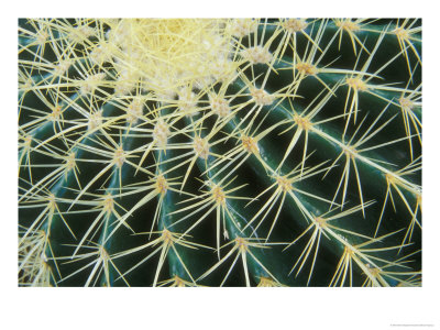 Spine Pattern Detail Of Golden Barrel, Cactaceae Of Central Mexico by Brent Bergherm Pricing Limited Edition Print image