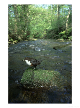 Dipper, Cinclus Cinclus, Perched On Rock Showing Habitat, South Yorks by Mark Hamblin Pricing Limited Edition Print image