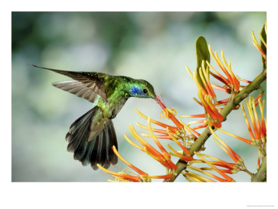 Green Violetear Hummingbird, Visiting Mistletoe Flowers, Costa Rica by Michael Fogden Pricing Limited Edition Print image