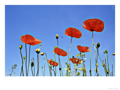 Common Poppy, Forfar, Scotland by Niall Benvie Pricing Limited Edition Print image