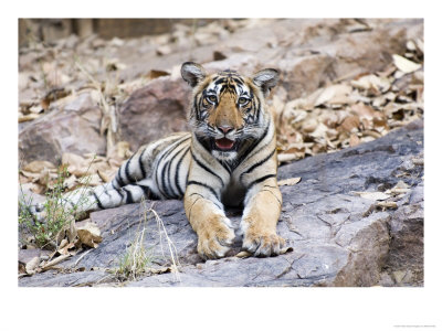 Bengal Tiger, 10 Month Old Cub, India by Mike Powles Pricing Limited Edition Print image