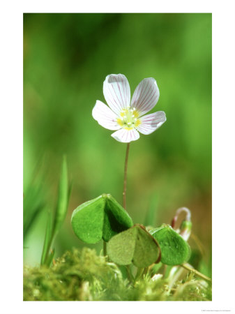 Wood Sorrel, Ross-Shire, Scotland by Iain Sarjeant Pricing Limited Edition Print image