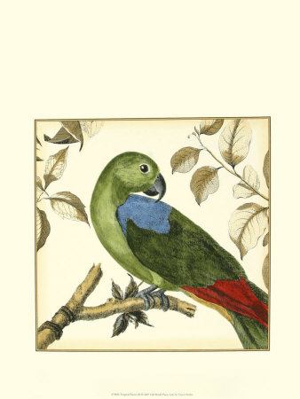Tropical Parrot Iii by Martinet Pricing Limited Edition Print image