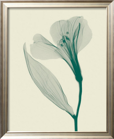 Alstromeria Ii by Steven N. Meyers Pricing Limited Edition Print image