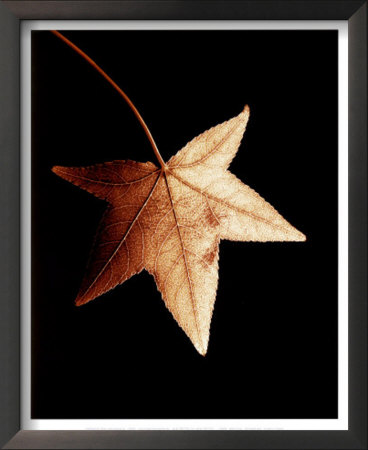 Tall Maple Leaf by Helvio Faria Pricing Limited Edition Print image