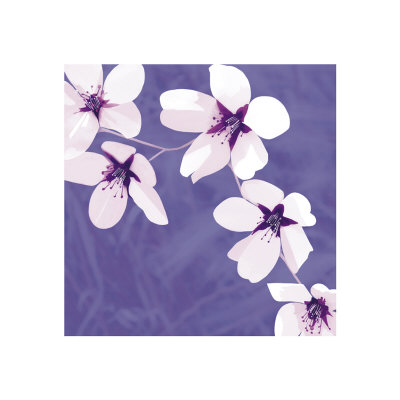 Blossom I by Kate Knight Pricing Limited Edition Print image