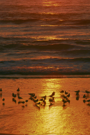 Sunset Feeding by Larry Ulrich Pricing Limited Edition Print image