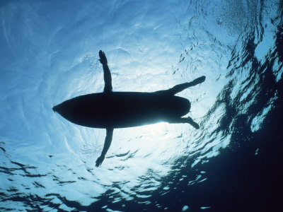 Surfer Viewed From Below Resembles Sealion, Possibly Leading To Shark Atttack by Doug Perrine Pricing Limited Edition Print image