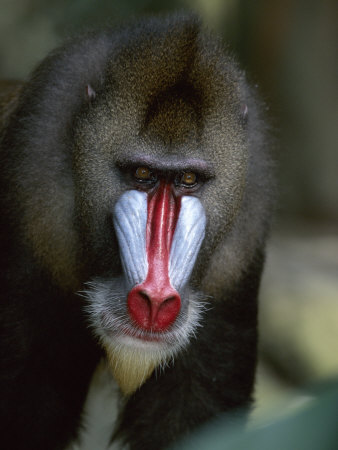 Male Mandrill Head Portrait, Native To West Africa by Anup Shah Pricing Limited Edition Print image