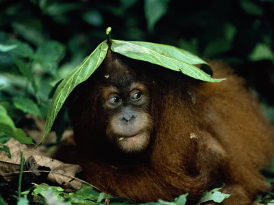 Orang Utan Sheltering Under Leaf, Gunang Leuser National Park, Indonesia by Anup Shah Pricing Limited Edition Print image